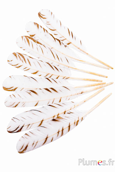 Zwaan model 2 - 30-33 cm - wit-goud